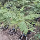 شتلات البونسيانا