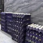 بيض بلدي مخصب