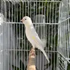 فحل كناري اوربي تغريد شرط(تم البيع)