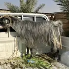 تيس فحل صمعاني طيب