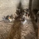 دجاج بلدي