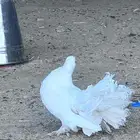 حمام