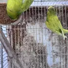 أجواز بادجي هولندي((( بفروخها )))