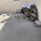 دجاج بلدي شرط اشرط مفرخ