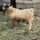 تيس سوري شرط القريع سن سدس تيس طييب بلحيل طيب