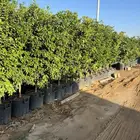 اشجار وشتلات حمضيات نجران جميع اصناف الحمضيات