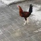 ديك للبيع صنف