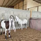 معزا مشاريك تم البيع