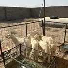 رخال صنف نضاف للبيع