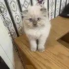للبيع ذكر هملايا سكتش فولد