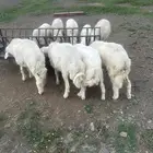 8 خرفان جبرات مبادي و مناسبات