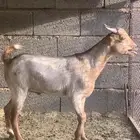 تيس للبيع