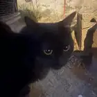 للتبني العاجل بالرياض  قط بيت م تخلي