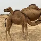 حاشي