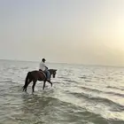 خيل