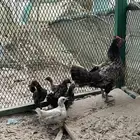 دجاجة بفروخها