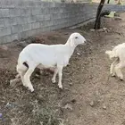 خروف مشروع فحل الام سواكن والفحل من غنم شهران