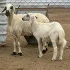 نعجه صفراء متبع