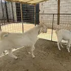 تيس فحل مطور ابرص