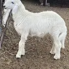 مشروع فحل