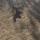 دجاجة للبيع عليها6