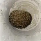 قنفذ على السوم
