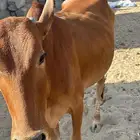 بقره منيحه بلدي فخره هداوه على الشرد قروب في الشهر 7