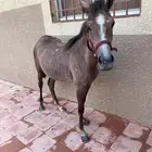 مهره شعبيه للبيع بالمجمعه