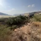 تين شوكي