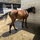 فرس شعبيه للبيع العمر 3 سنوات وشهرين