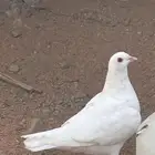 حمام فرنسي
