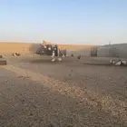 دجاج