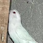 روز البينو 4 و احد ازرق