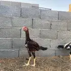 للبيع ديوك باكستاني TOP