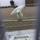 للبيع طيور روز