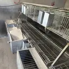 بطاريات ارانب مستعمل