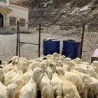 رخال رفيديات