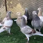حمام سلفر منوع