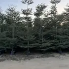 ترمناليا منتالي جمله