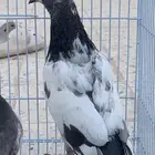 طبة تيدي