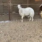 خروف حري ونعيم ذبايح