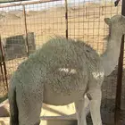 بكره وضحا على جمل المهيدب الهرش وامها وضحا طيبه