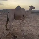 ناقه لقحه