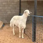 خروف صنف وجرم هايل