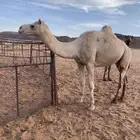 ركبي طبع شرط سليم من جميع العذريب