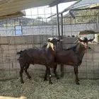 للبيع فحول دهم