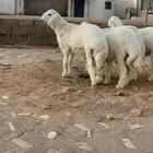 للبيع خرفان حري