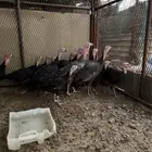 فروخ رومي سوبر جامبوا