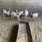حلال نضيف