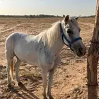 للبيع فرس سيسي بوني